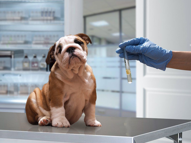 OLABO veterinary laboratory installation completed